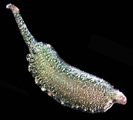 FE_Teichfaden_20061229_02