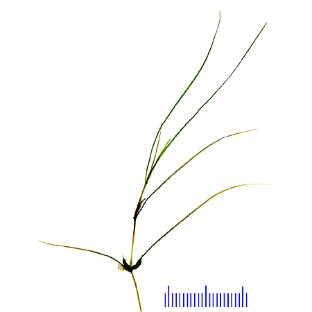 FE_Teichfaden_20061229_A01